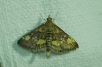 Pyrausta aurata