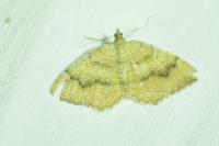 Camptogramma bilineata