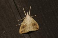 Evergestis forficalis