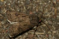 Agrotis bigramma