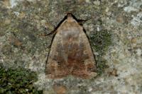 Conistra erythrocephala