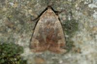 Conistra erythrocephala