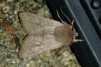 Orthosia gracilis
