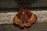 Lasiocampa quercus