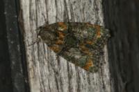Cryphia algae