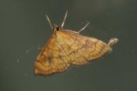 Anania verbascalis