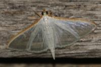 Palpita vitrealis