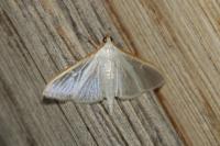 Palpita vitrealis