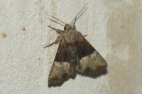 Mesoligia furuncula