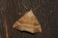 Hypena proboscidalis