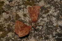 Lasiocampa trifolii