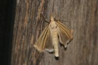 Ancylolomia tentaculella