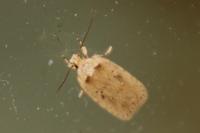 Agonopterix yeatiana
