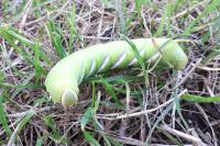 Sphinx ligustri