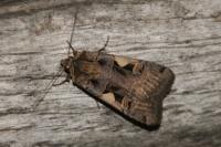 Xestia c-nigrum