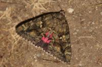 Catocala sponsa