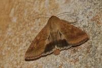 Helicoverpa armigera