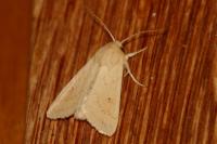 Mythimna vitellina