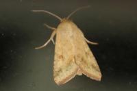 Helicoverpa armigera