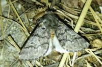 Thaumetopoea pityocampa