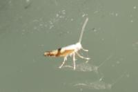 Argyresthia pruniella