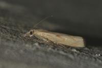 Agriphila geniculea