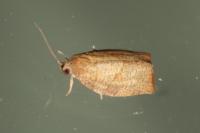 Pandemis heparana