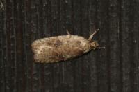 Agonopterix