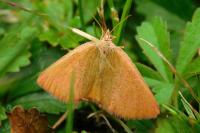 Lythria purpuraria