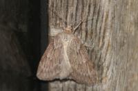Pachycnemia hippocastanaria hippocastanaria