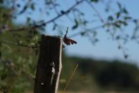 Polygonia c-album