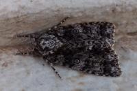 Acronicta rumicis
