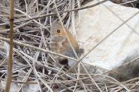 Coenonympha pamphilus