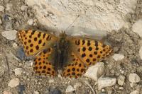 Issoria lathonia