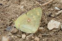 Colias crocea