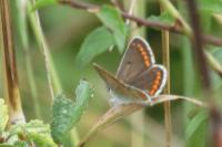 Aricia agestis