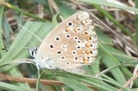 Lysandra bellargus
