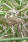 Loxostege sticticalis