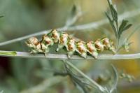 Cucullia absinthii