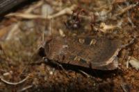 Xestia xanthographa