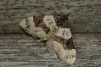 Cosmorhoe ocellata