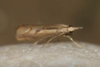 Agriphila geniculea