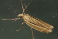 Ancylolomia tentaculella