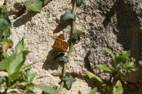 Lasiommata megera