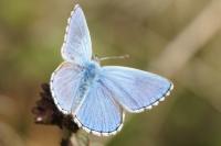 Lysandra bellargus