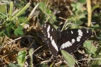 Limenitis reducta