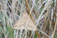 Aspitates gilvaria