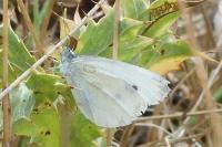 Pieris rapae