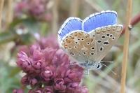 Lysandra bellargus