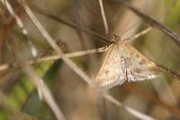 Pyrausta despicata